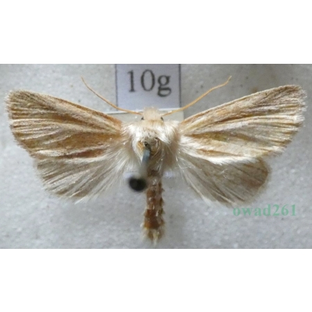 Denticucullus pygmina (Haworth, 1809) Czech10g